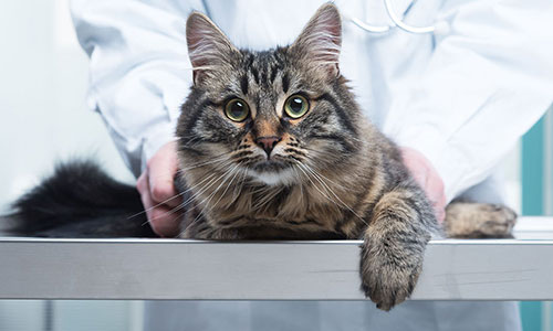 Current Vaccination Protocols for Cats