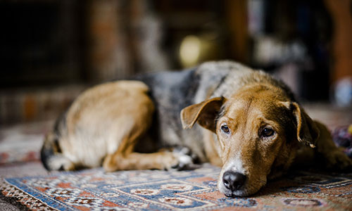 Understanding Cushing’s Disease in Dogs